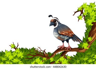 Quail standing on green branch illustration