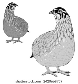 Quail - vector graphic illustration of a quail. Hand-drawn image of birds - vector. Use as sign, symbol, icon, logo, design template, inspiration.