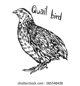 quail - vector illustration sketch hand drawn with black lines, isolated on white background