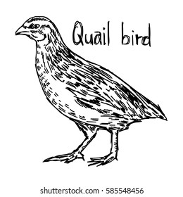 quail - vector illustration sketch hand drawn with black lines, isolated on white background