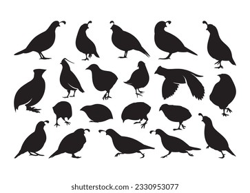 Quail Vector For Print, Quail Clipart, Quail vector Illustration