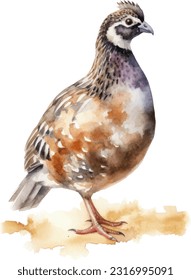 Quail watercolor illustration. Hand drawn underwater element design. Artistic vector marine design element. Illustration for greeting cards, printing and other design projects.