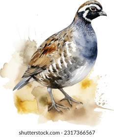 Quail watercolor illustration. Hand drawn underwater element design. Artistic vector marine design element. Illustration for greeting cards, printing and other design projects.