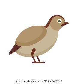 Quail wild icon. Flat illustration of quail wild vector icon isolated on white background