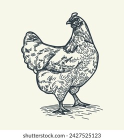 Quaint pencil sketch with domestic chicken, capturing simplicity and charm of backyard farming. Touch of rustic appeal, perfect for designs seeking farm-fresh and natural ambiance. Vector Illustration