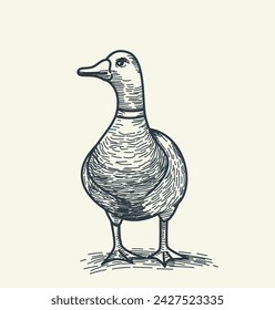 Quaint pencil sketch featuring domestic duck, capturing charming simplicity of rural life. This vector illustration adds a touch of whimsy. Is perfect for designs seeking a dash of countryside charm