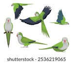 Quaker Parrot Monk Parakeet Bird Various Poses Cartoon Vector Character