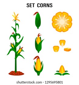 Qualitative original trendy vector set with sweet golden corn. A bunch of corn. Design elements of a summer farm.