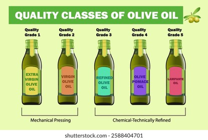 Quality classes of olive oil. Different qualities of olive oil. Education vector illustration