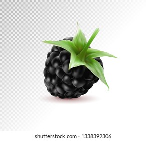 Quality realistic vector. Isolated berry. One fresh blackberry fruit with stem isolated on transparent background. 3d illustraton