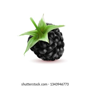 Quality realistic vector. Isolated berry. One fresh blackberry fruit with stem isolated on white background. 3d illustraton
