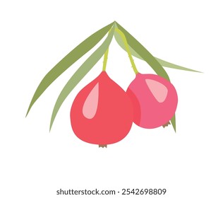 Quandong (Quandong, melocotón australiano, melocotón del desierto) es una fruta del logotipo de Australia.