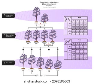 Quantitative Vererbung oder Dose Vererbung Infografik Beispiel Räucherstöhe eines Baumes, wenn mehrere Gametencharakteristika zu Rassen-Eltern-Hybrid-Erbkrankenbildung Vektorgrafik führen