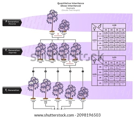 Quantitative Inheritance or Dose Inheritance Infographic Diagram example smoke tree height when multiple gene gametes trait result in breeds parent hybrid heredity genetic science education vector