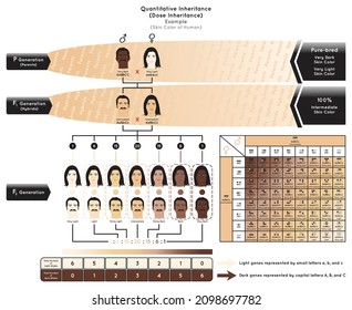 Quantitative Inheritance Infographic Diagram Example Human Skin Color Capital Letters Genes ABC Control Dark Pigmentation Small Abc Control Light Polygenic Heredity Genetic Science Education Vector