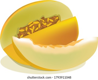 quarter cut melon illustration vector