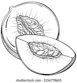 Quarter and half melon. Vector illustrations in hand drawn sketch doodle style. Line art botanical food isolated on white. Close up slice melon fruit. Element for coloring book, design, print.