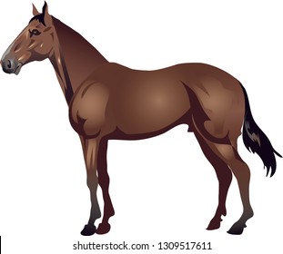 Quarter Horse , Stallion Galop ,  Animal - Vector Illustration