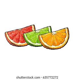 Quarter, piece of orange, grapefruit, lime, hand drawn sketch style vector illustration on white background. 