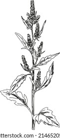 Lamb’s Quarters vector illustration on white background. Botanical illustration.