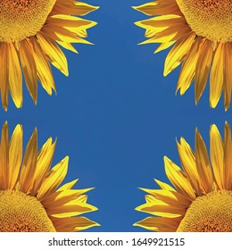 quarters of vier sunflowers in front of blue sky, symmetry