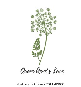 Queen anna lace flower vector  Vector green wild flower