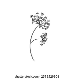 Queen Anne's lace illustration. Wild flower illustrations, Cow parsley vector, hand drawn in black and white. 