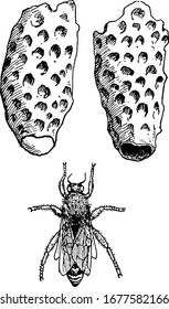 A queen bee and queen cell in which it develops, opened and closed; the mother of most of the bees with slender and segmented body, vintage line drawing or engraving illustration.