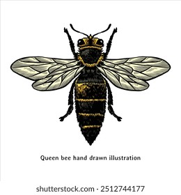 Queen bee hand drawn illustration in vintage style. Queen bee drawing