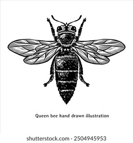 Queen bee illustration. Vintage queen bee illustration. Queen bee hand drawn illustration in vintage style. Queen bee sketch