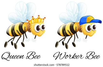 Queen bee and worker bee characters illustration