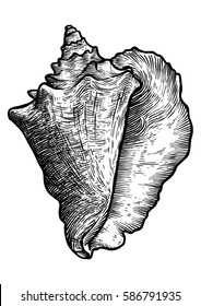 Queen conch illustration, drawing, engraving, ink, realistic, vector