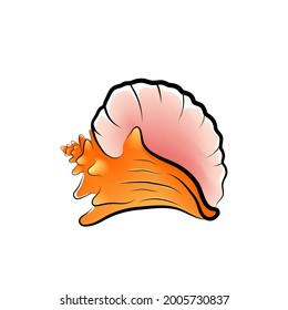 Queen Conch: a large edible sea snail of the tropical and subtropical western Atlantic. White background. Vector.