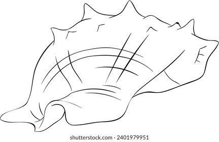 The Queen Conch Seashell Black and White Vector Line Art Illustration