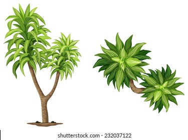 Queen of Dracaenas plant on a white background 