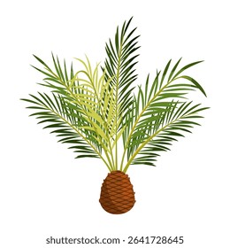 Queen palm. Vector tropical cocos or Jeriva tree. Exotic subtropical plant or summer garden flora. Decorative and ornamental agriculture for warm climate. Syagrus romanzoffiana cultivation. Botany.