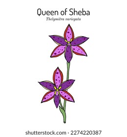 Reina de Sheba (Thelymitra variegata), planta ornamental australiana. Ilustración de vector botánico dibujada a mano