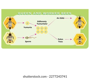 Queen and worker bee formation vector illustration