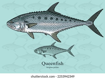 Queenfish. Vector illustration with refined details and optimized stroke that allows the image to be used in small sizes (in packaging design, decoration, educational graphics, etc.)
