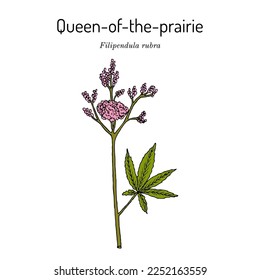 Queen-of-the-prairie (Filipendula rubra), medicinal plant. Hand drawn botanical vector illustration