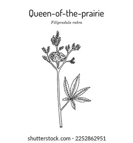 Queen-of-the-prairie (Filipendula rubra), medicinal plant. Hand drawn botanical vector illustration