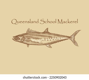 Queensland school mackerel Fish illustration with details and highlights.