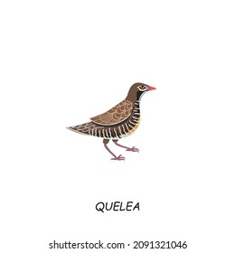 Quelea, African bird. Vector illustration isolated on white background.