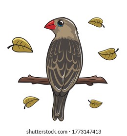 Quelea Bird Cartoon Illustration Isolated