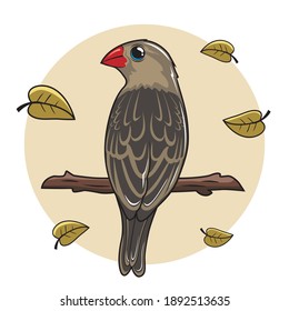 Quelea Bird Cartoon Illustrations Animals 