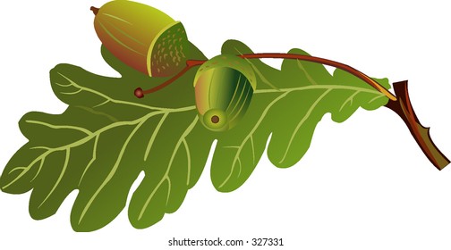 quercus