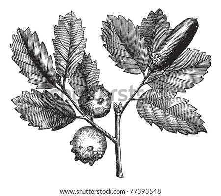 Quercus lusitanica or Gall Oak or Lusitanian Oak or Dyer
