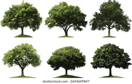 Quercus michauxii swamp chestnut oak in daylight cutout, Salix caroliniana coastal plain willow tree isolated, vector illustration, native hardwood, temperate forest, green foliage.