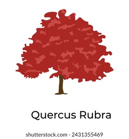 Quercus rubra in trendy flat style shrub