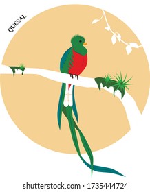 Quesal, 
pequeño pájaro tropical brillante con cola larga